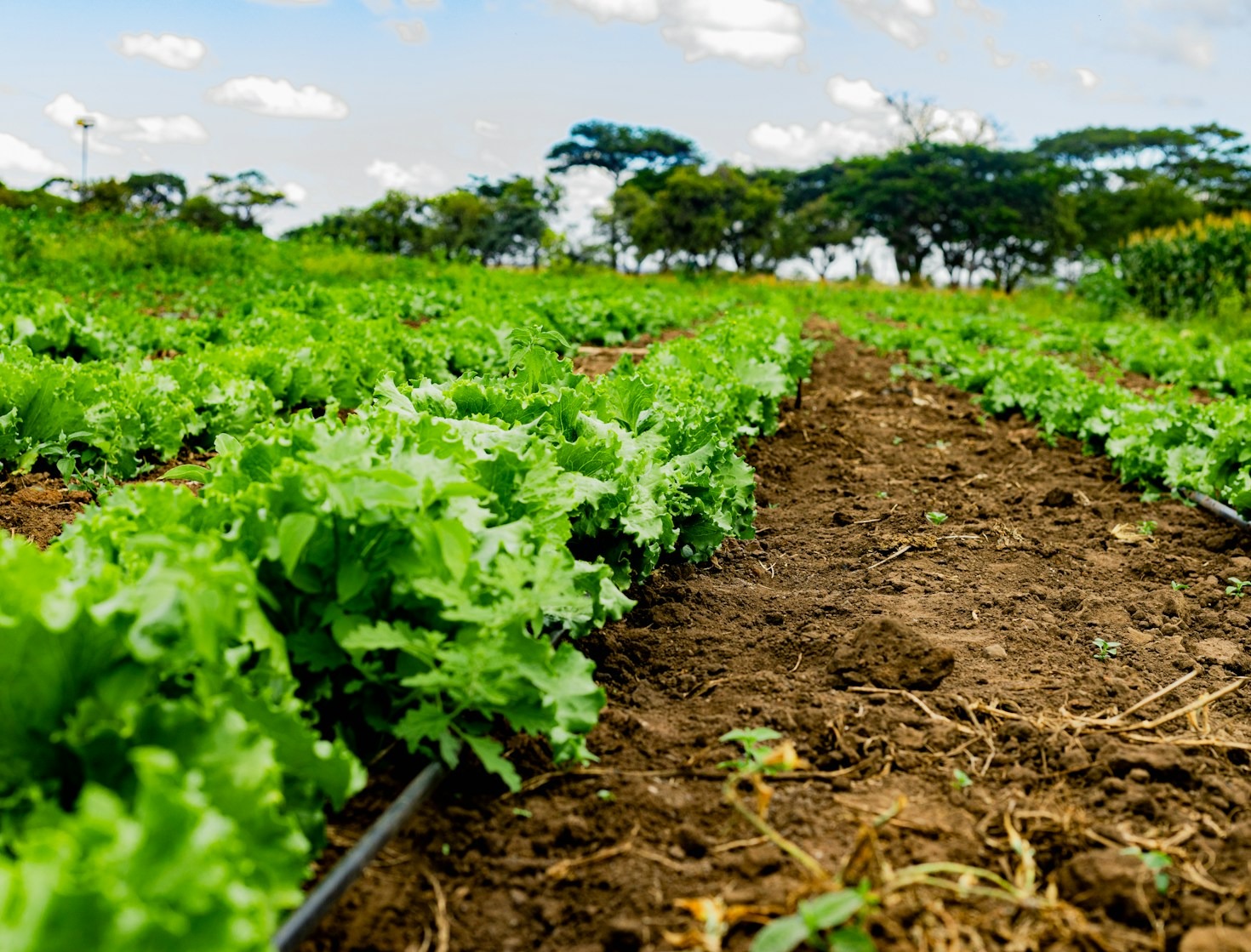 How QLF is Transforming Nigerian Agriculture