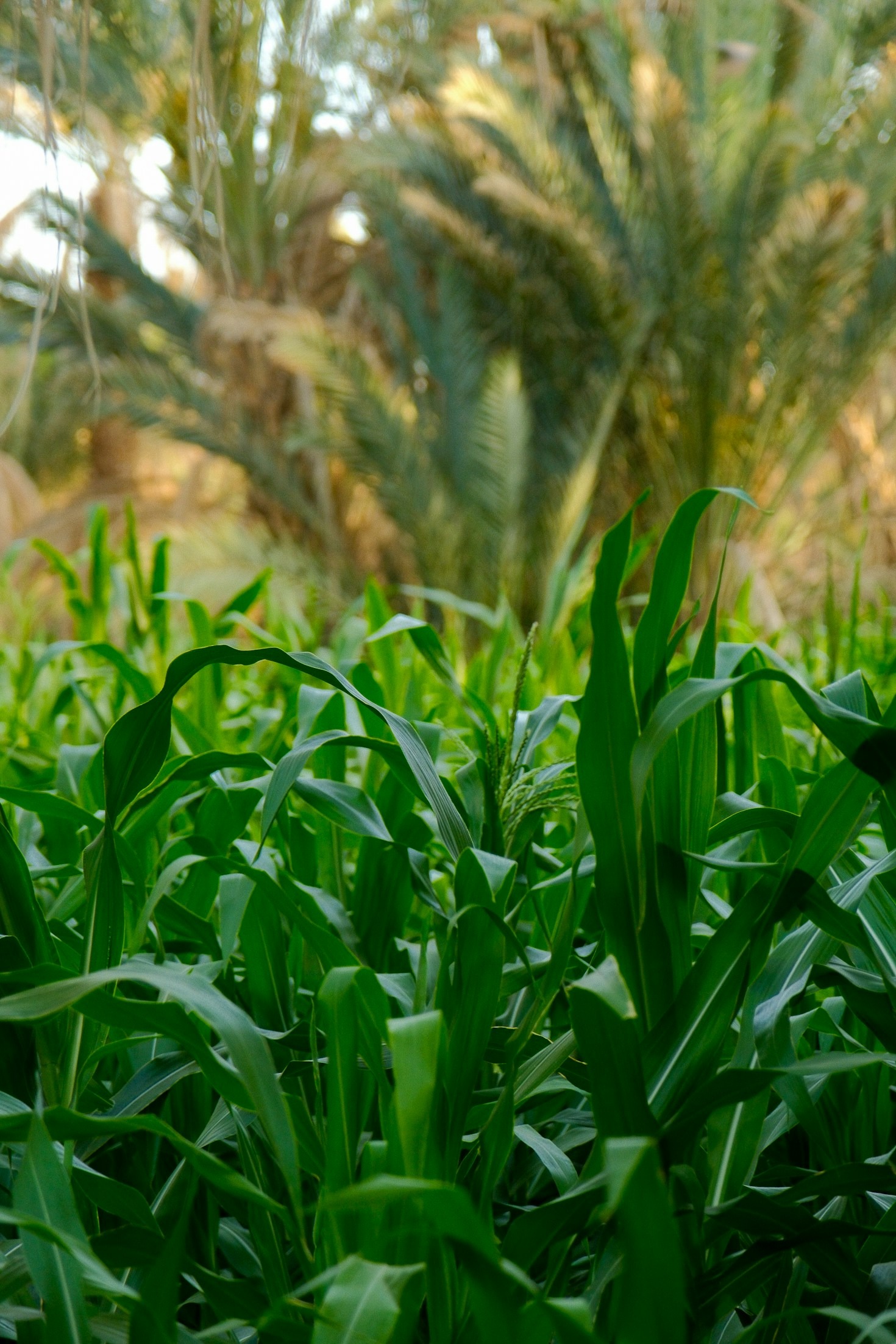 The Role of Technology in Modern Farming