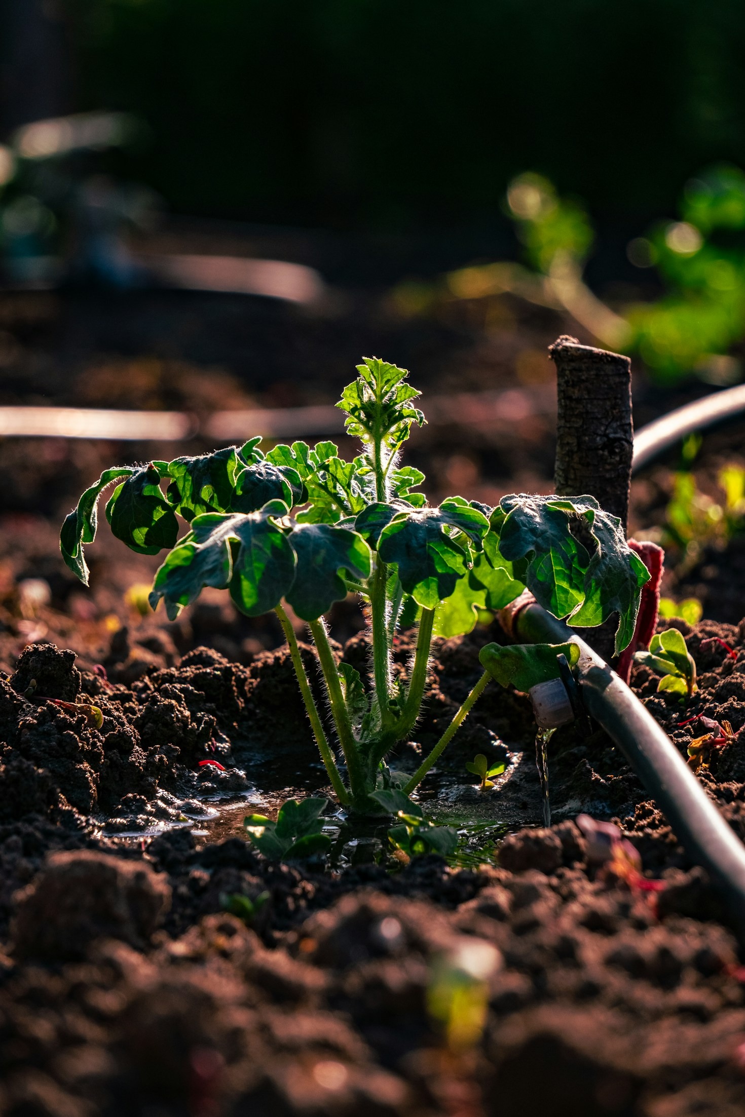 Empowering Communities Through Sustainable Farming