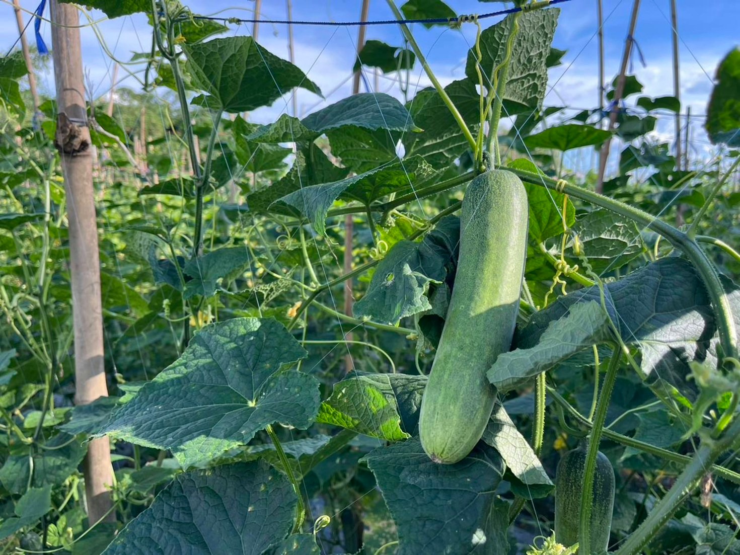 Innovative Methods for Sustainable Crop Processing