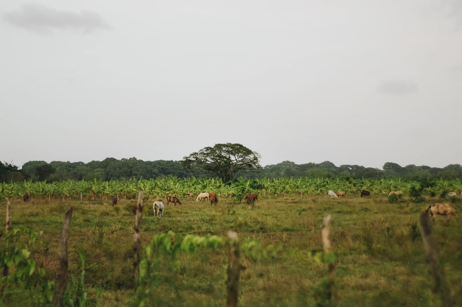 Africa’s agricultural sector isn’t just growing; it’s poised for a transformation